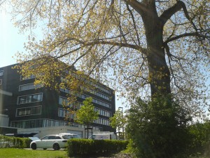 Pappeln Droop & Rein Gelände Bielefeld