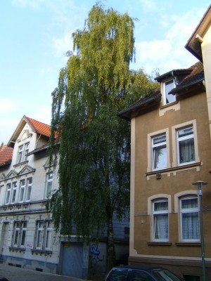 Birke Meller Straße Bielefeld