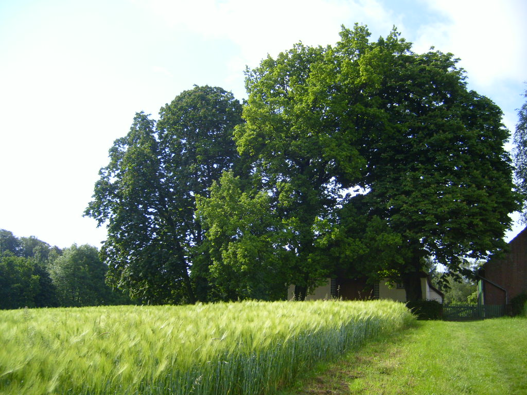 Hofeichen Kerkbreede