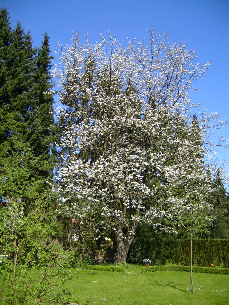 Kirschbaum Türkisweg