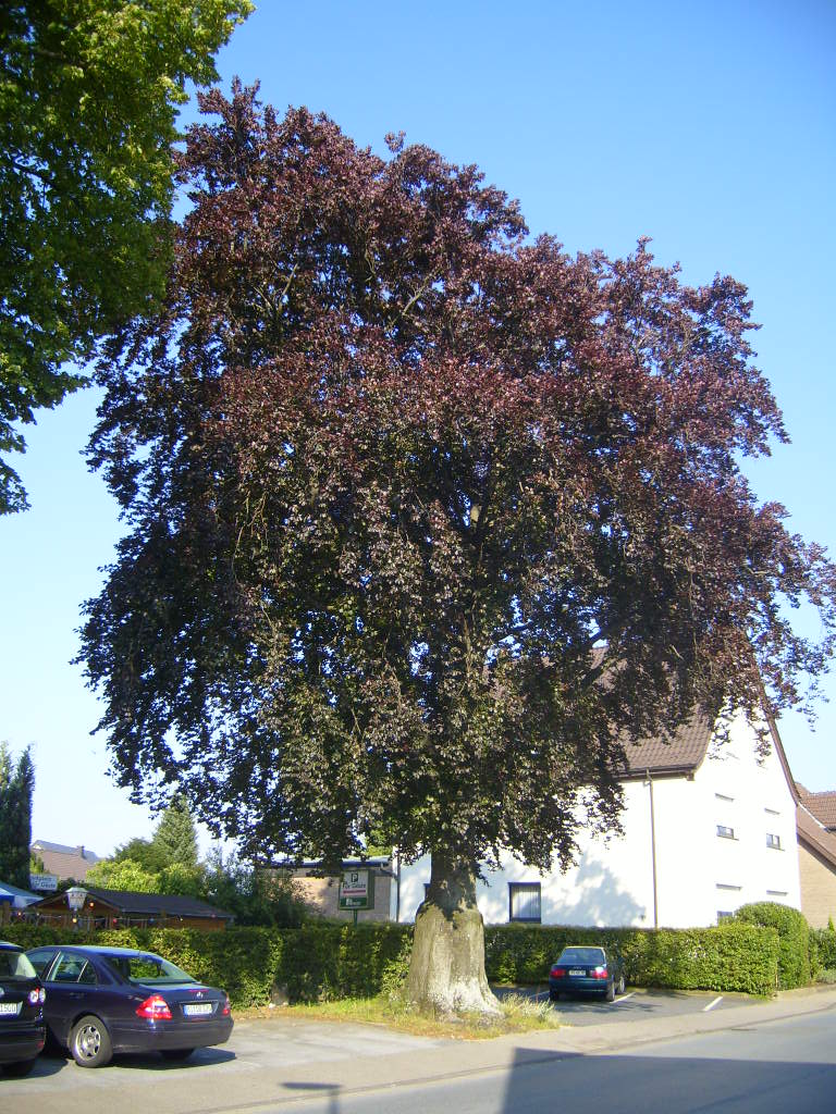 Blutbuche Telgenbrink