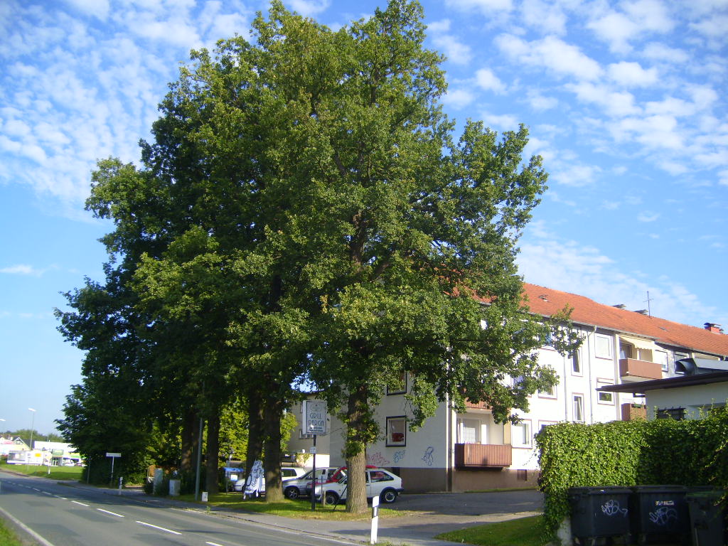 Eichen Babenhausener Str 39