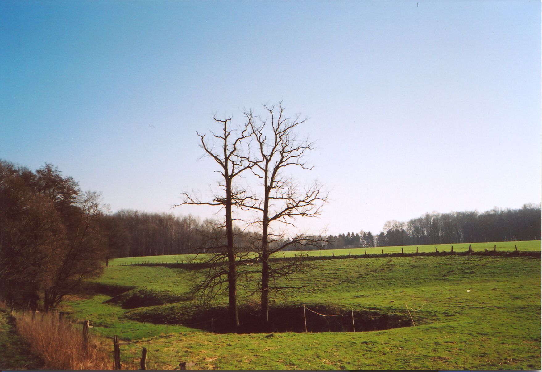 Zwillingseiche im Frühling