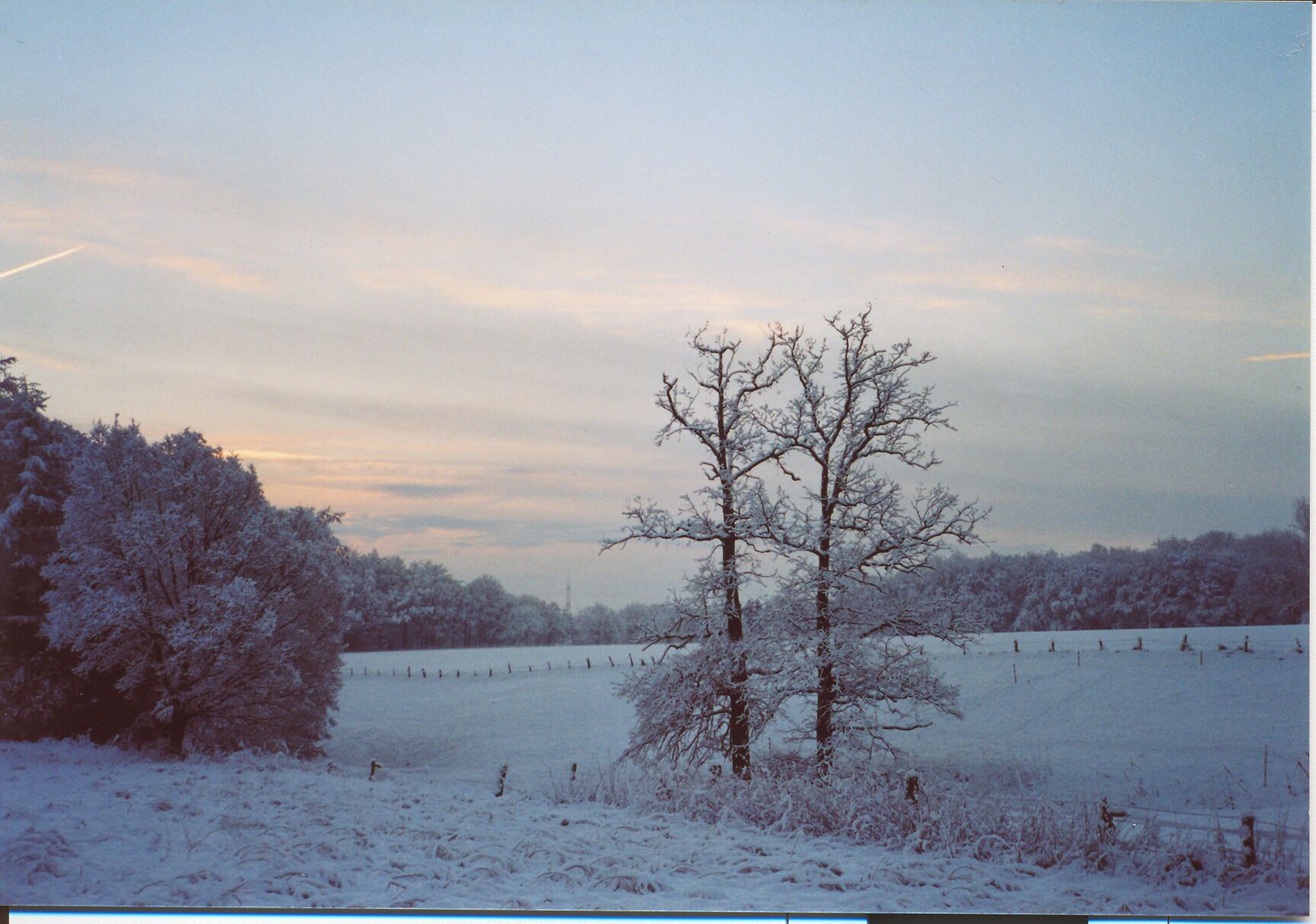 Zwillingseiche im Winter