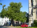 Platane Pauluskirche 2