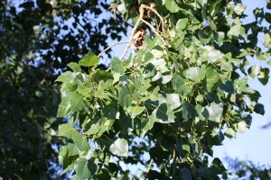 Pappel am Stauteich 3 (2)
