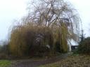 Trauerweide Brake