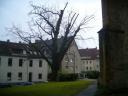 Silberahorn Neustädter Marienkirche 3