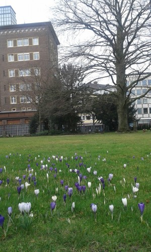 Alter-Friedhof-Krokusse