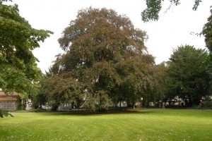 Blutbuche-Friedhof-Jahnplatz