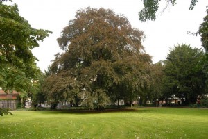 Blutbuche-Friedhof-Jahnplatz