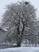 Wie kommt die Kastanie unbeschadet durch den eisigen Winter?