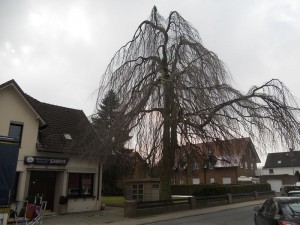 Oldentrup-Haengebuche