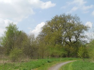 Heeper-Friedhof-Eichen