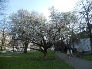 Magnolie-Niederwall