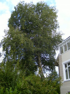 Niederfeldstr-Birke