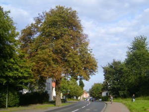 Westerfeldstr-Stiftsmuehle-Kastanie FRAGE