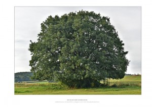 Sa. 27. August 2016, Eiche von Hiddenhausen-Schweicheln