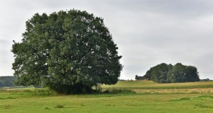 Sa. 27. August 2016, Eiche von Hiddenhausen-Schweicheln