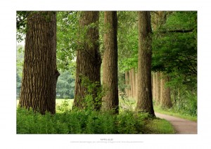 Pappelallee bei Gütersloh-Blankenhagen (Foto: Kretschmer)