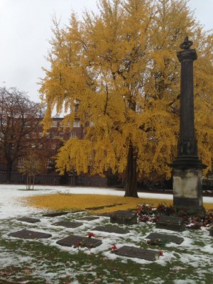 Alter-Friedhof-Ginkgo-Gudrun-Altepost-201611