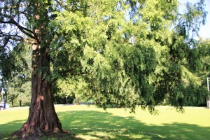 Mammutbaum zwischen Stauteich 2 und 3 (1)