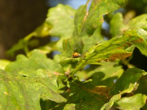 Eine Eiche ist ein Kosmos. Bis zu 300 Tier-, Pilz- und Pflanzenarten können auf einer alten Eiche leben; hier ein Marienkäfer.