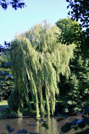 Trauerweide am Stauteich 3