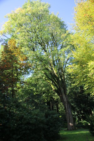 Ahorn (2)auf dem Johannisfriedhof