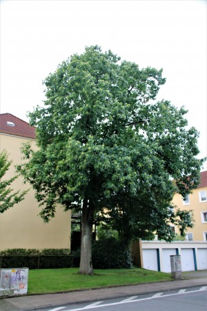 Edelkastanie in der Spindelstrasse (2)