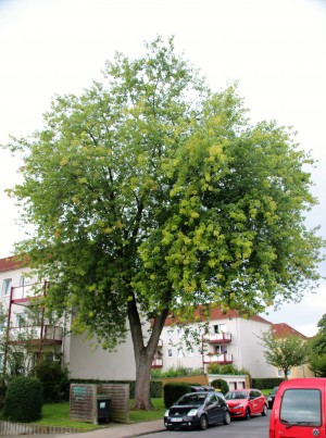 Fächerahorn in der Spindelstrasse (2)