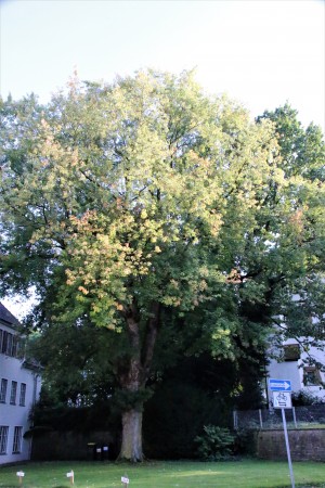 Linde an der Neustätter Kirche (2)