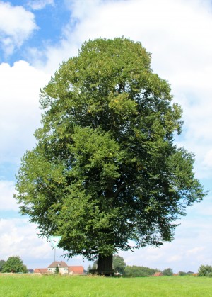 Linde zwischen Heidbrede und Engerscher Str (2)