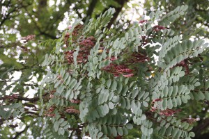 Robinie am Ehlentruperweg (2)