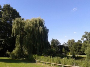 Trauerweiden2