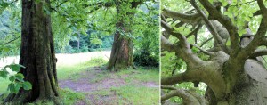 Alte Buchen auf der Ochenheide in Bielefeld