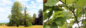 Buchen Paar mitten auf der Bielefelder Ochsenheide