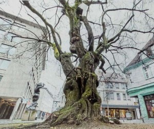 Mirabellenbaum2021-01
