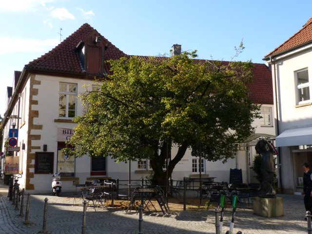 Mirabellenbaum in der Bielefelder Altstadt