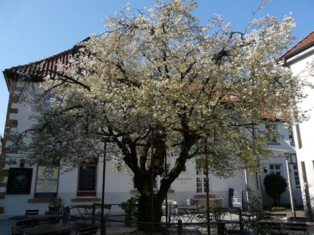 Mirabellenbaum in der Bielefelder Altstadt 